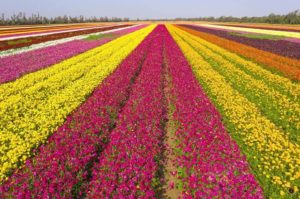 negev - www.israele360.com