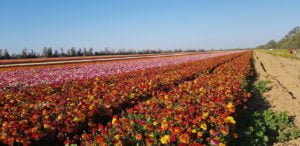 negev - www.israele360.com