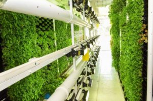 vertical field - www.israele360.com